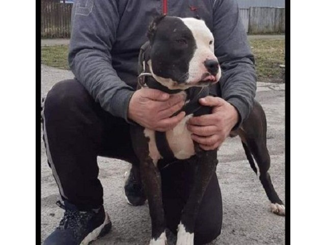 Pitbull Puppies