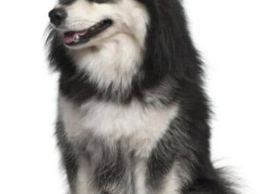 Finnish Lapphund/dog for sale/Husky Dog