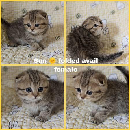 Scottish Fold Kittens For Adoption