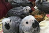 African grey Parrots, Macaw, cockatoos, Amazon Parrots