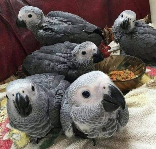 African grey Parrots, Macaw, cockatoos, Amazon Parrots