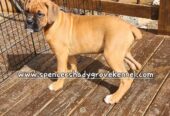AKC registered Boxer puppies ready for new homes now!