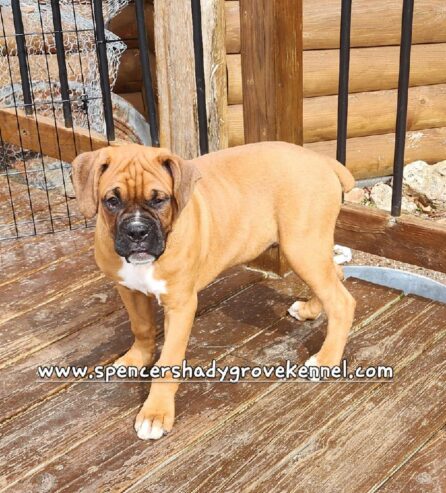 AKC registered Boxer puppies ready for new homes now!