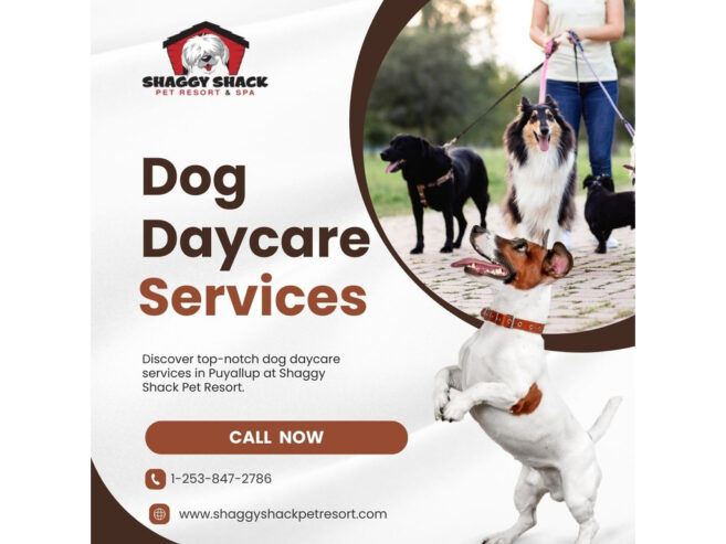 QUALITY DOG DAYCARE SERVICES IN PUYALLUP | SHAGGY SHACK PET RESORT