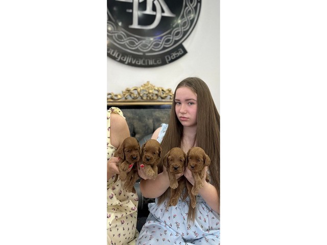 Cockapoo puppies for sale